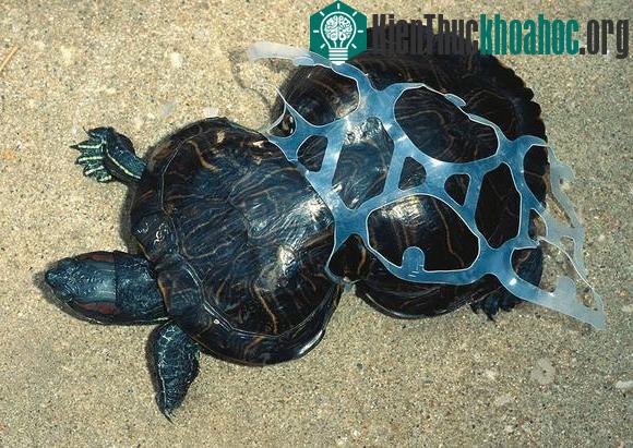 Chùm ảnh sốc về ô nhiễm môi trường
