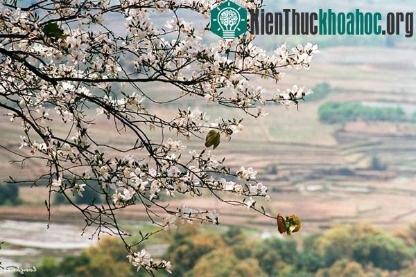 Vẻ đẹp của hoa ban và ruộng lúa Tây Bắc mùa xuân