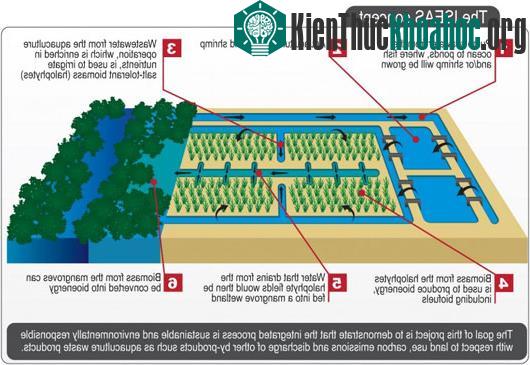 Mô hình sản xuất nhiên liệu sinh học của SRBC - (Ảnh: SRBC)