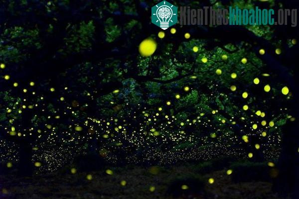 13 hiện tượng ánh sáng kỳ ảo khiến bạn không tin vào mắt mình- ảnh 14