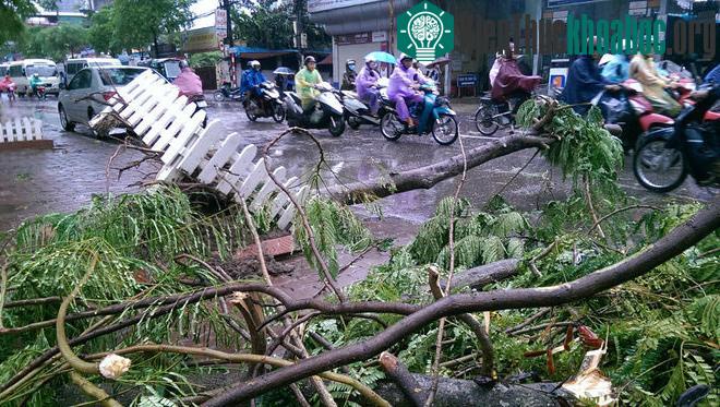 Tại các tuyến đường Tam Trinh, Kim Giang, Yên Phụ, Thanh Niên... có một số cây gãy đổ. Các cơ quan chức năng đã khẩn trương thu dọn nên giao thông giờ...