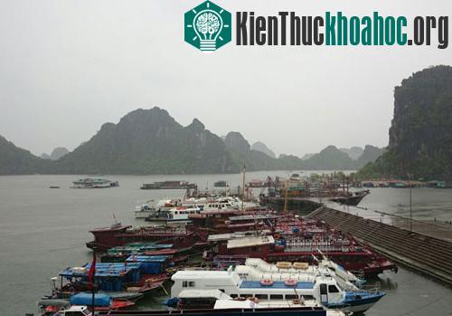 Hàng trăm tàu thuyền neo đậu tránh bão tại khu vực cảng Cái Rồng (Vân Đồn) sáng sớm nay. (Ảnh: Thanh Tùng)