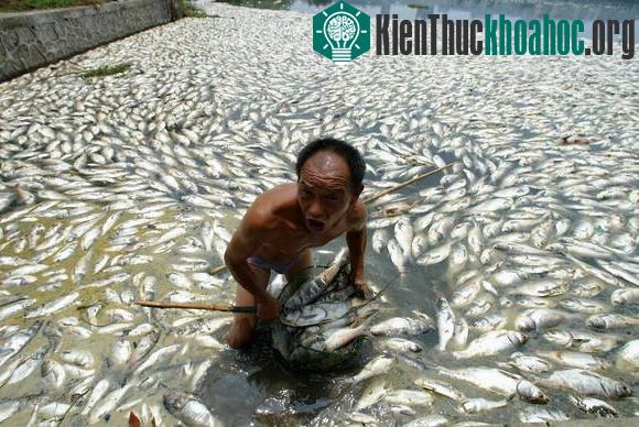 Chùm ảnh sốc về ô nhiễm môi trường