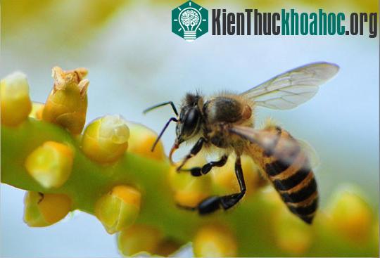Trái đất sẽ diệt vong như thế nào?