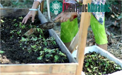 Ngoài việc giải quyết rác thải thanh long, mô hình này có thể tăng thêm thu nhập từ việc kinh doanh giun quế.