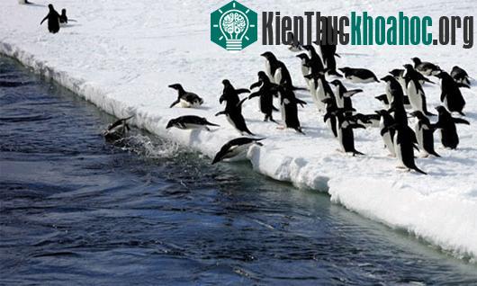 Khoảnh khắc đàn chim cánh cụt ùa xuống biển