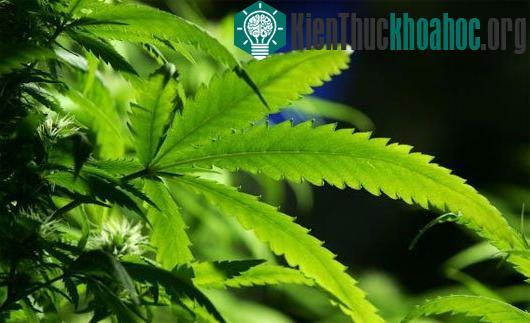 Những nguồn năng lượng bất ngờ cho tương lai