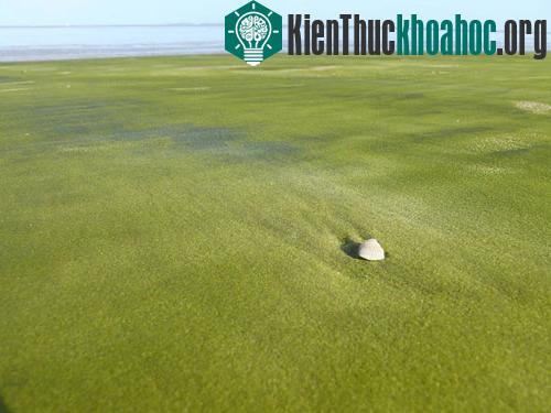 15 bãi biển có màu cát lạ kì- ảnh 4