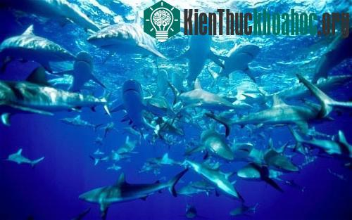 8 hòn đảo tử thần trên thế giới