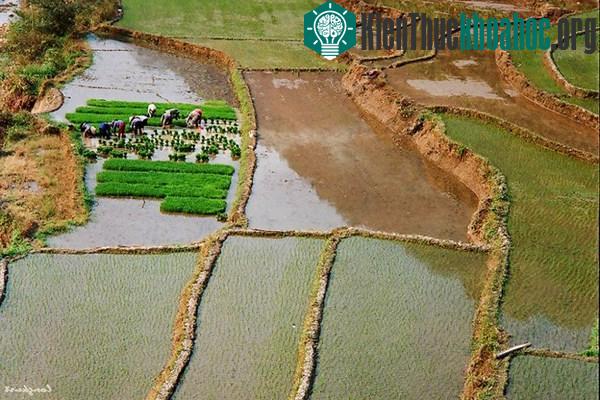 Vẻ đẹp của hoa ban và ruộng lúa Tây Bắc mùa xuân