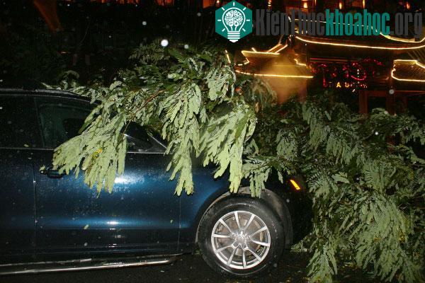 Chiếc xe Audi bị nhành cây gãy đè lên. (Ảnh: Bá Đô)