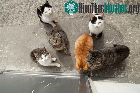 Những hòn đảo thiên đường của động vật
