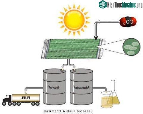 Từ CO2, sinh vật quang hợp, có thể tạo thành nhiên liệu.