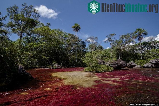 Caño Cristales dài gần 100km với màu sắc rực rỡ.