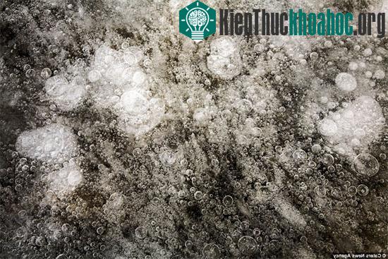 Chiêm ngưỡng hiện tượng "sứa băng" kỳ lạ ở Canada