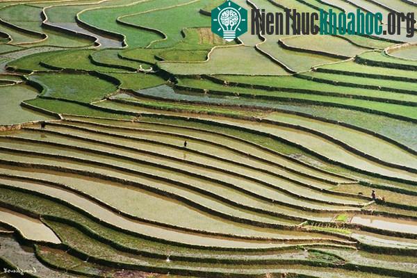 Vẻ đẹp của hoa ban và ruộng lúa Tây Bắc mùa xuân