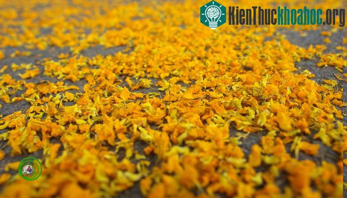 RỰC VÀNG TRONG NẮNG MÙA HOA GIÁNG HƯƠNG