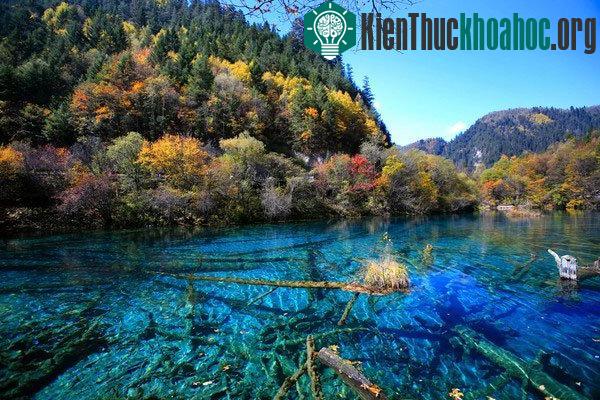 Chiêm ngưỡng vẻ đẹp của những khu rừng độc lạ trên thế giới