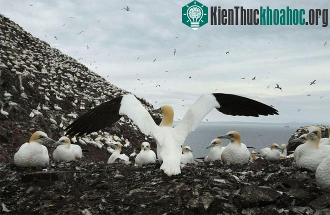 Ó biển là loài chim biển lớn nhất ở Anh, với sải cánh rộng hơn 1,8m và có thể sống hơn 30 năm. Chúng là loài có tầm nhìn tốt, có thể phát hiện cá ở dưới mặt nước.