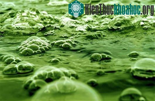 Những nguồn năng lượng bất ngờ cho tương lai