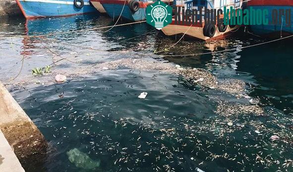 Rác được ném xuống ngay tại cảng đảo.