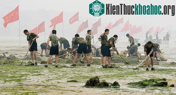 Mặt biển Trung Quốc bị tảo xanh tấn công