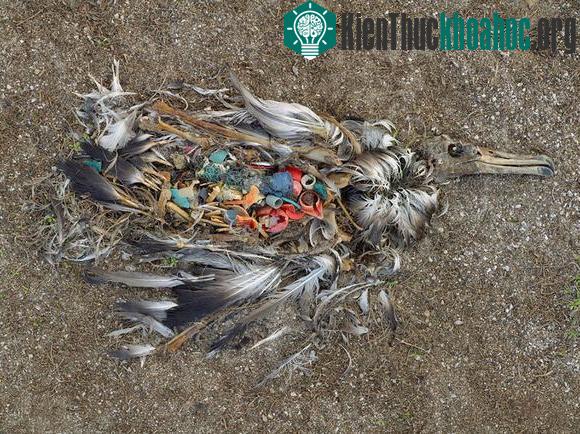 Chùm ảnh sốc về ô nhiễm môi trường