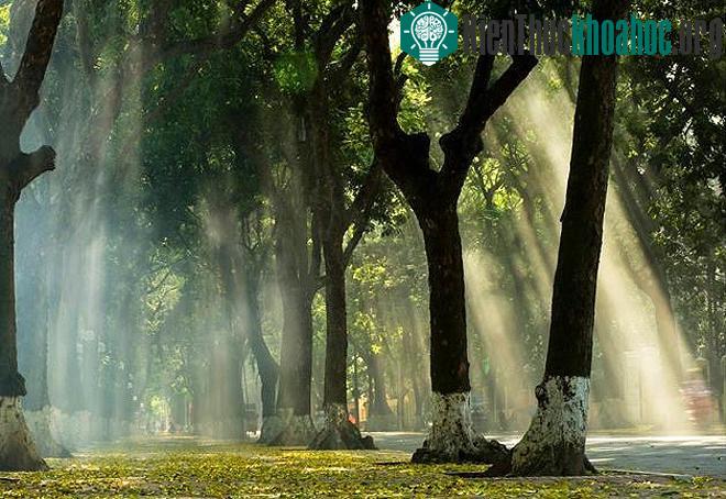 Ngắm những tuyến đường rợp bóng cây xanh ở Hà Nội- ảnh 6