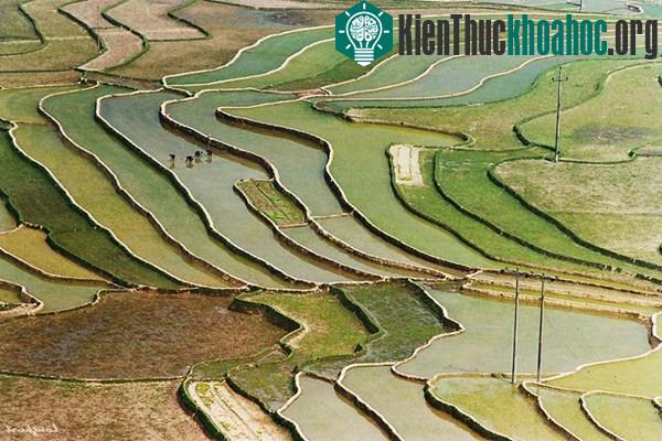 Vẻ đẹp của hoa ban và ruộng lúa Tây Bắc mùa xuân