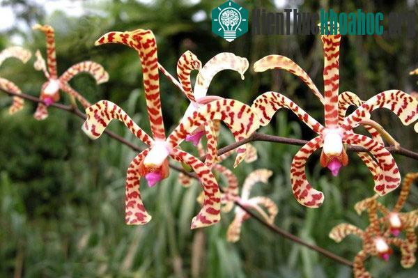 Hòn đảo "kỳ diệu" giúp bạn tăng chiều cao