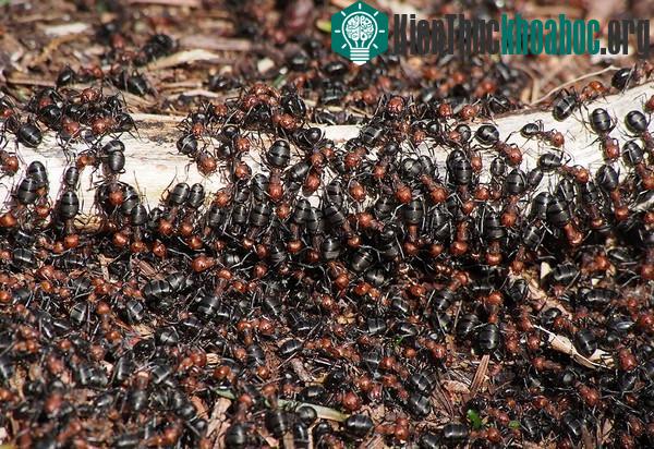5 điềm báo thiên nhiên trước khi thảm họa xảy ra