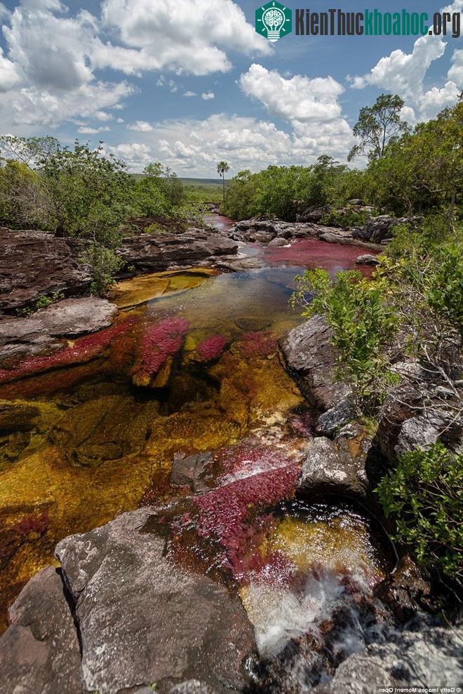 Làn nước trong vắt cho du khách cơ hội quan sát điều tạo nên màu sắc cho sông Caño Cristales.