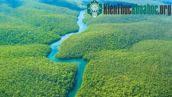 Chiêm ngưỡng vẻ đẹp của những khu rừng độc lạ trên thế giới