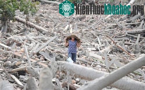 Siêu bão Bopha năm ngoái tàn phá Mindanao, Philippines, làm khoảng 1.900 người chết hoặc mất tích. Đây là khu vực ít bị các cơn bão tấn công nên người dân dường như đã chủ quan trong việc phòng chố...