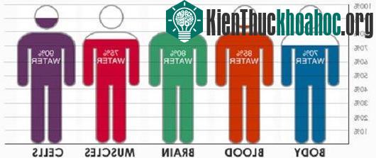 90% phổi, 80% não bộ và 85% máu con người là nước. Nói đơn giản, không có nước sẽ không có sự sống ở bất cứ đâu