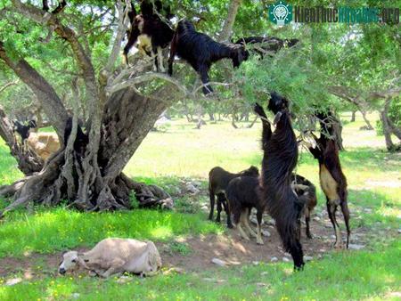 Chỉ có đến Maroc bạn mới được chứng kiến những chú dê ở dây leo cây thoăn thoắt không khác gì đồng loại ở nơi khác leo núi một cách điệu nghệ.