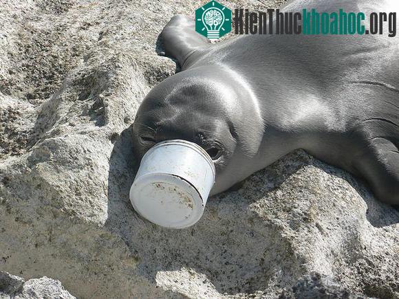 Chùm ảnh sốc về ô nhiễm môi trường