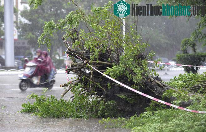 Nhiều cây cối ngã đổ gây cản trở việc đi lại và sinh hoạt của người dân. (Ảnh: Reuters)