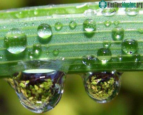Những chiếc lá nhân tạo siêu mỏng cũng có thể tạo ra điện.