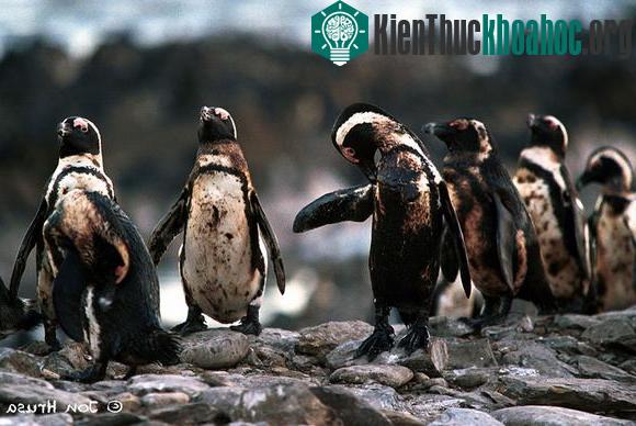 Chùm ảnh sốc về ô nhiễm môi trường