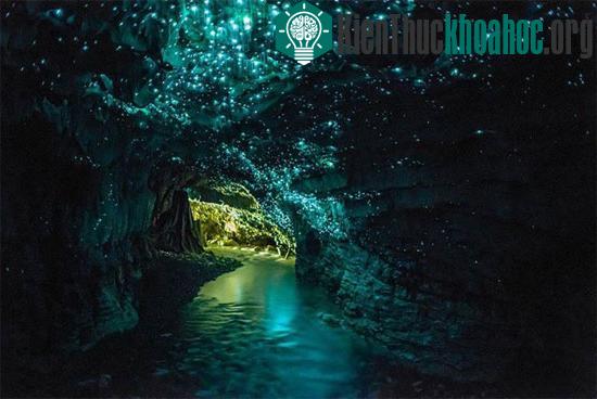 Hang động Waitomo Glowworm