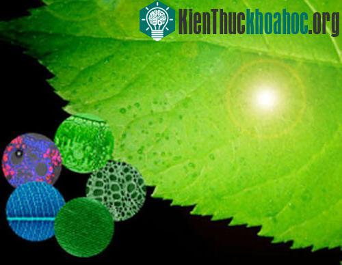Nhiều nỗ lực đang được triển khai nhằm bắt chước quá trình quang hợp trong tự nhiên&nbsp;
