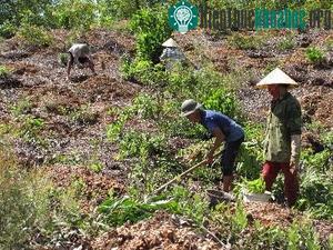 Giảm phát thải khí nhà kính bằng phương án lâm sinh