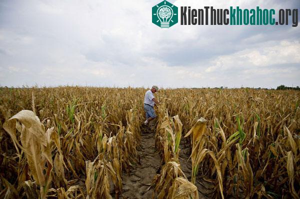 Các cánh đồng ngô ở Illinois như bị đốt cháy
