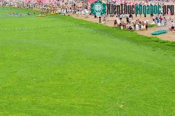 Nhà máy đầu tiên sản xuất nhiêu liệu từ tảo