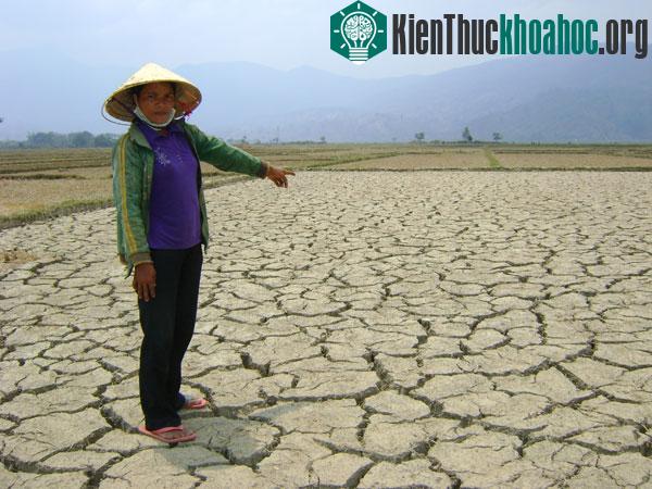 Hiện nay, ước tính đã có gần 50.000ha cây trồng rơi vào tình trạng khô hạn do thiếu nước tưới.