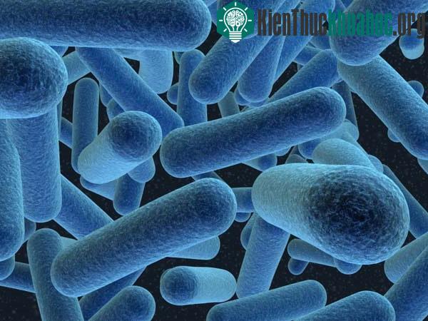 Anh sử dụng vi khuẩn để tạo ra nguồn điện năng ảnh 0
