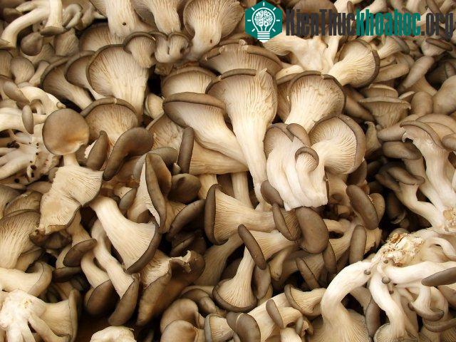 Dùng nấm để khử ô nhiễm nguồn đất và nước