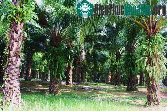 Cây cọ dầu