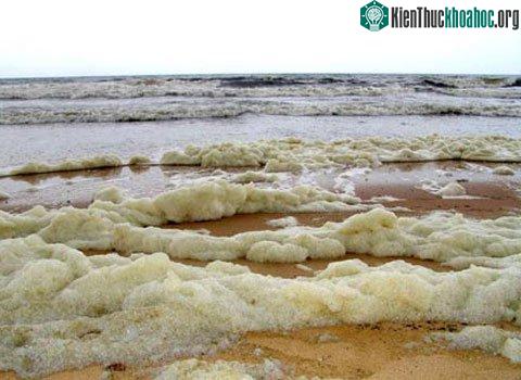 Tảo "nở hoa" có thể làm biển màu đỏ, màu xanh, hoặc màu xám hay màu cám gạo. Thủy triều đỏ khi tràn vào bờ biển Bình Thuận. (Ảnh: Viện Hải dương học Nha Trang)